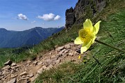 Anello Laghi di Ponteranica-Monte Avaro dai Piani il 3 giugno 2020  - FOTOGALLERY